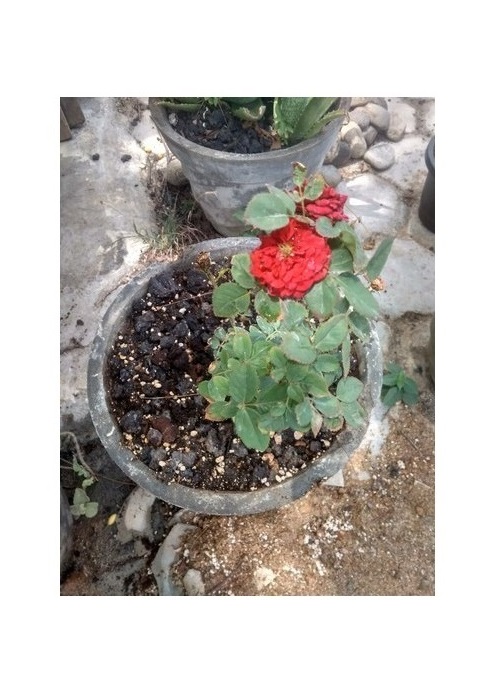 Cinder for Rose plant